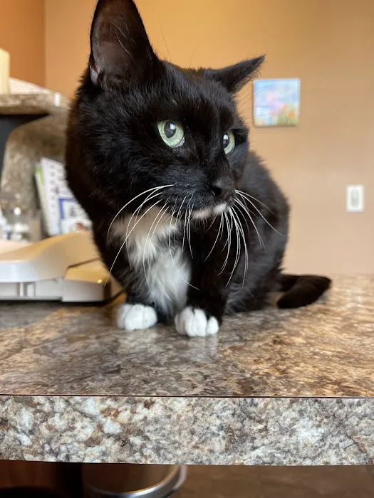 Scottsdale Cat Clinic Picture 4