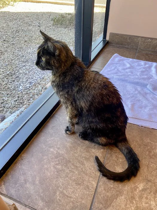 Scottsdale Cat Clinic Picture 1