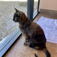 Scottsdale Cat Clinic ico