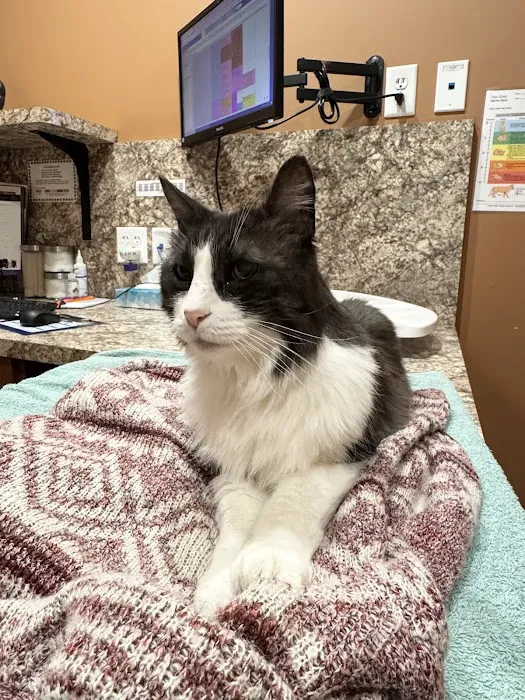 Scottsdale Cat Clinic Picture 7
