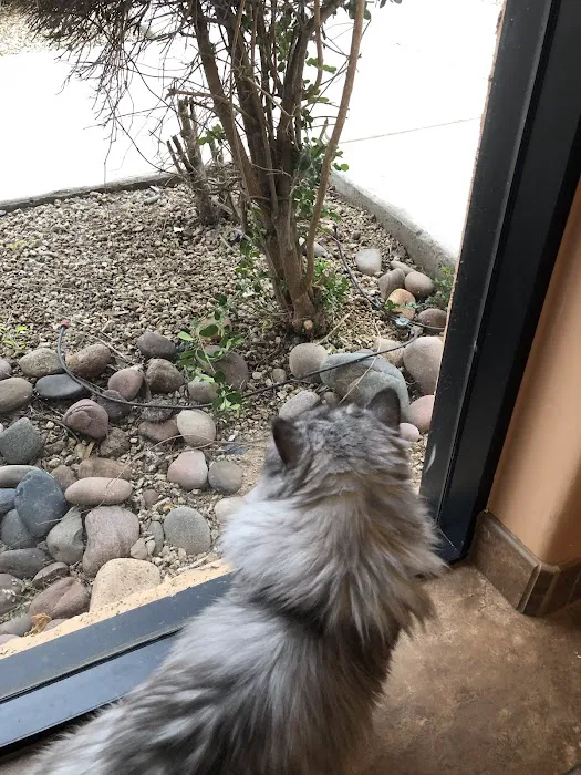Scottsdale Cat Clinic Picture 6