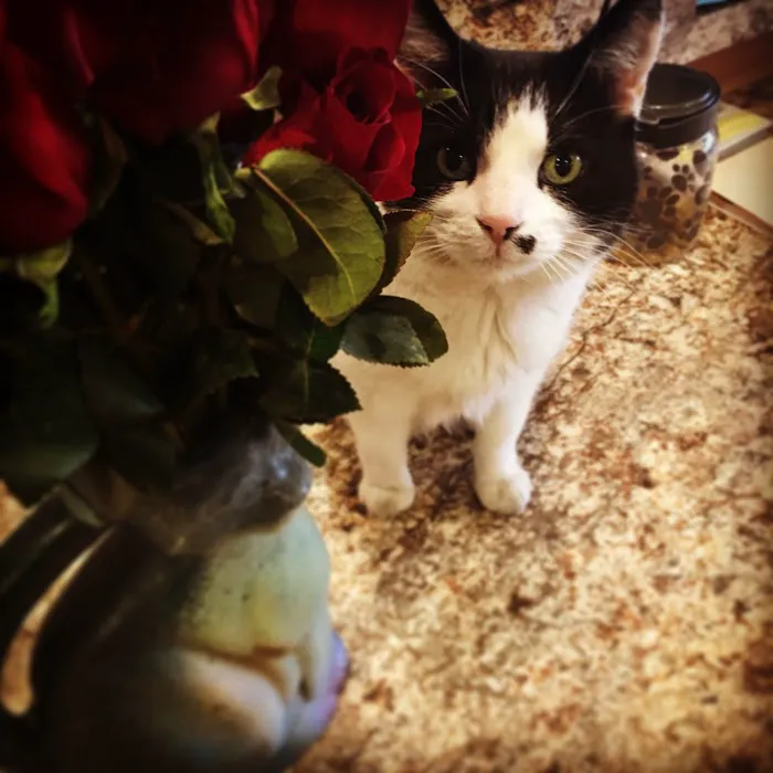 Scottsdale Cat Clinic Picture 9