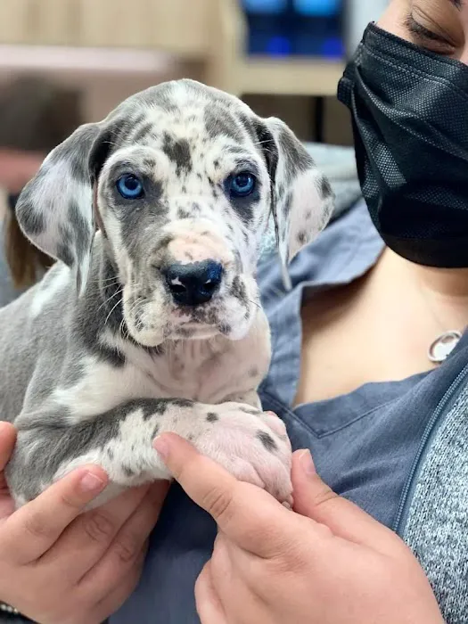 Petfolk Veterinary & Urgent Care - Scottsdale Picture 10
