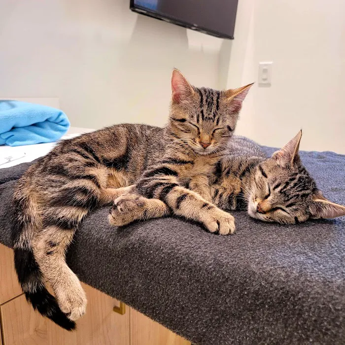 Petfolk Veterinary & Urgent Care - Scottsdale Picture 9
