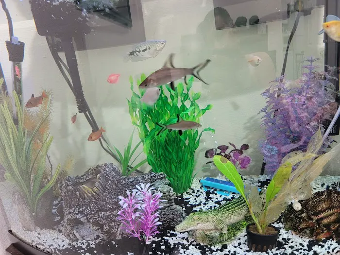 Tiki's Tropical Fish Picture 1