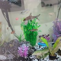 Tiki's Tropical Fish ico
