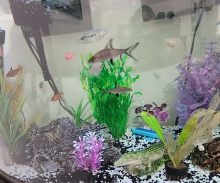 Tiki's Tropical Fish