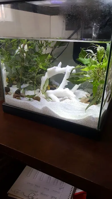 Tiki's Tropical Fish Picture 2