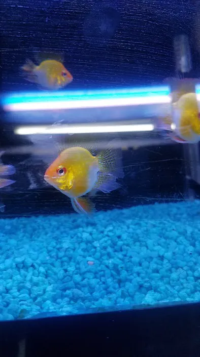 Tiki's Tropical Fish Picture 7