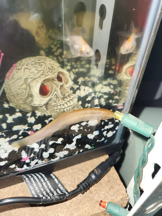 Tiki's Tropical Fish Picture 4