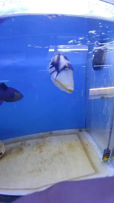 Tiki's Tropical Fish Picture 9