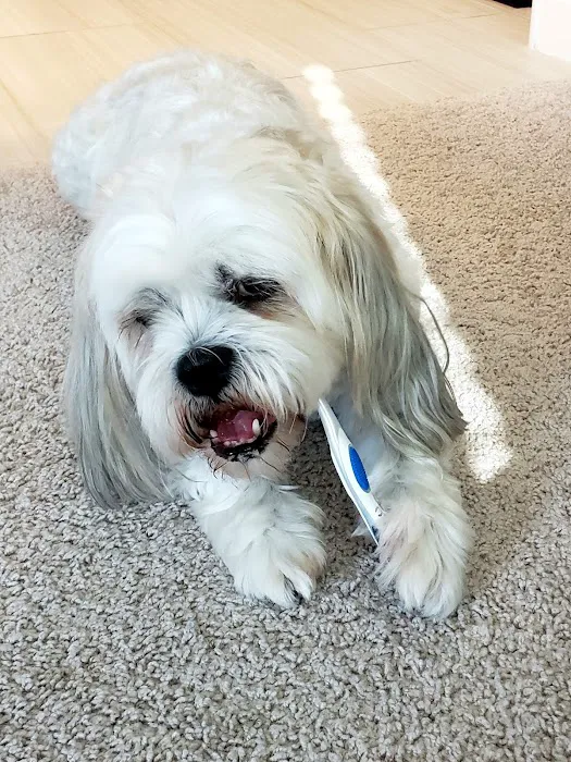 Pet Dental USA Picture 1