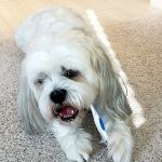 Pet Dental USA