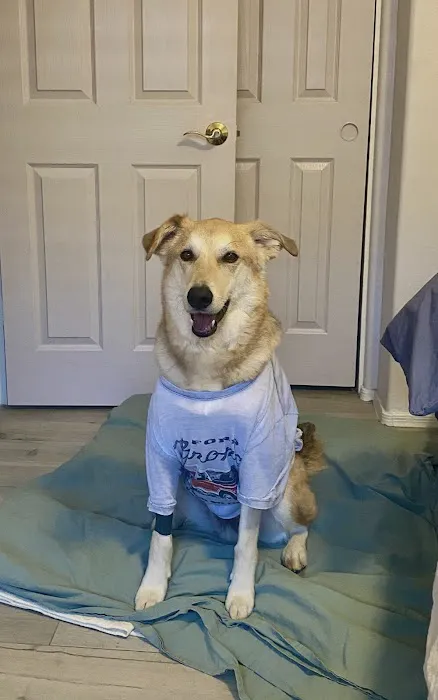 Pet Dental USA Picture 3