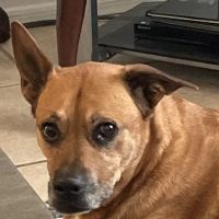 Desert Tails Animal Clinic ico