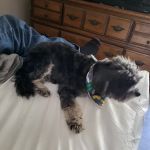 Valley Pet & Supply (+Grooming)