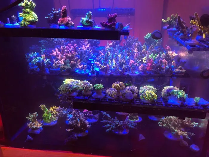 OceankingCorals Picture 3