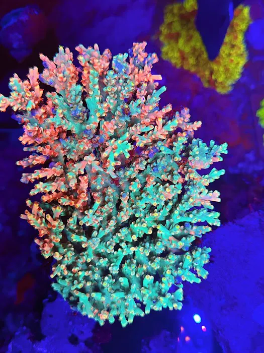 OceankingCorals Picture 2