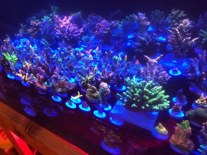 OceankingCorals Picture 1