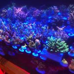 OceankingCorals