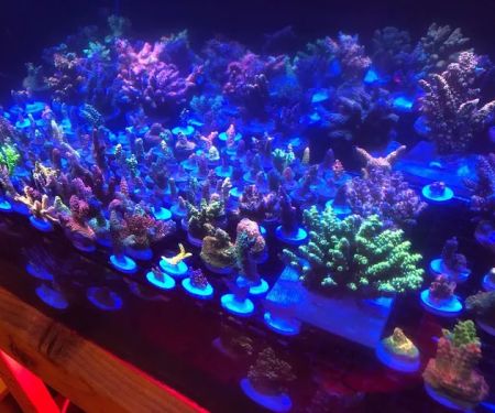 OceankingCorals