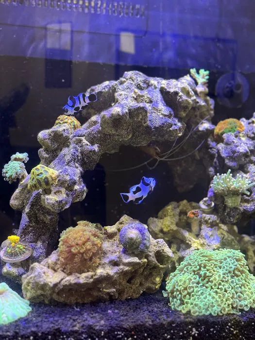 OceankingCorals Picture 4