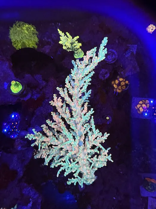 OceankingCorals Picture 5