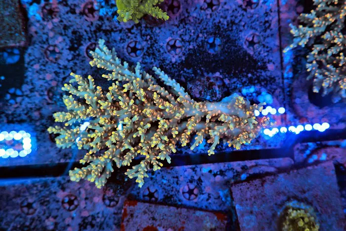 OceankingCorals Picture 9