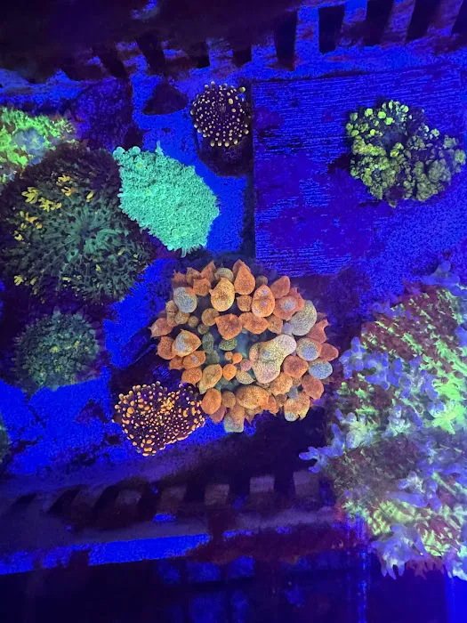 OceankingCorals Picture 8