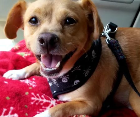 Banfield Pet Hospital