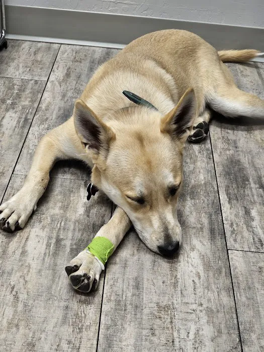 Phoenix Veterinary Referral & Emergency Center Picture 5