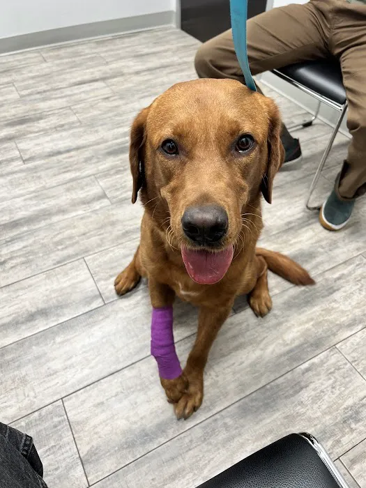 Phoenix Veterinary Referral & Emergency Center Picture 4