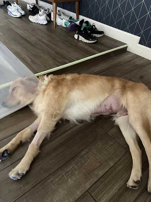Phoenix Veterinary Referral & Emergency Center Picture 6