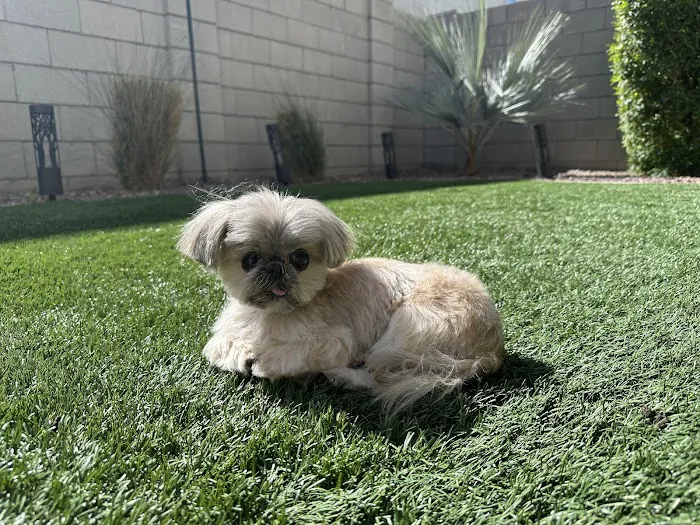 Phoenix Veterinary Referral & Emergency Center Picture 10