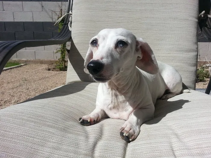 Phoenix Veterinary Referral & Emergency Center Picture 8