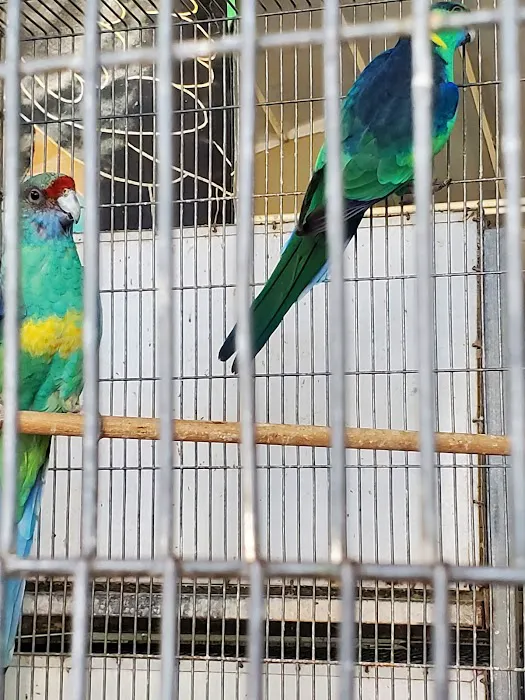 Birds Plus Picture 7
