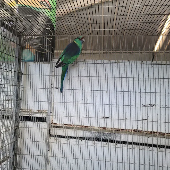 Birds Plus Picture 10