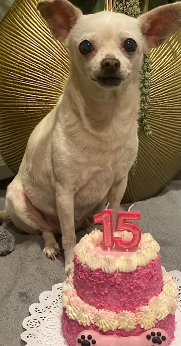 Layla's Dog Bakery Picture 5