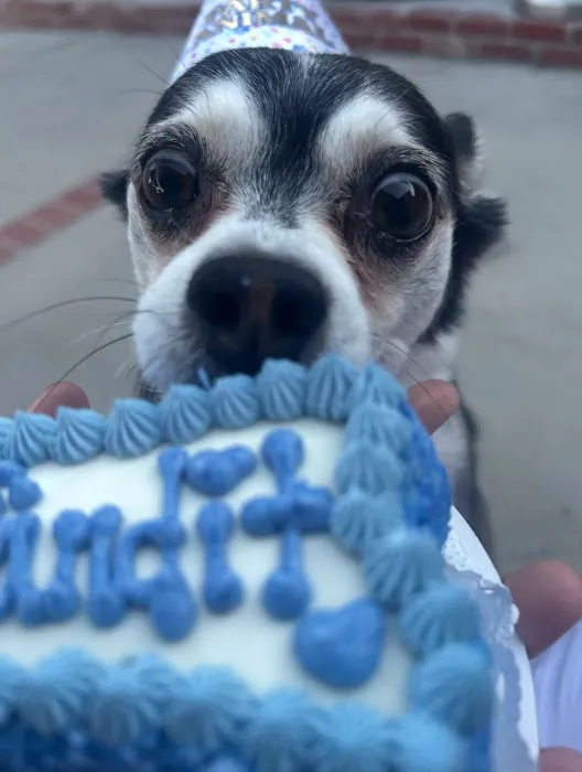 Layla's Dog Bakery Picture 9