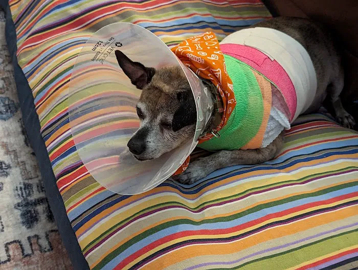 Banfield Pet Hospital Picture 2
