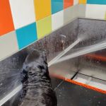 Unleashed by Petco