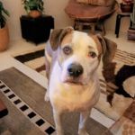 Stonecrest Animal Hospital