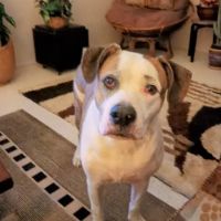 Stonecrest Animal Hospital ico