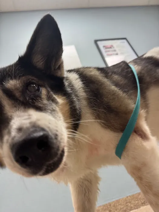 Stonecrest Animal Hospital Picture 6
