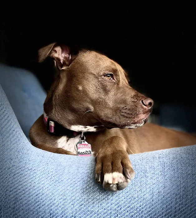 Stonecrest Animal Hospital Picture 9