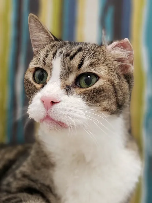 Paradise Point Animal Hospital with Veterinarians On-The-Go Picture 4