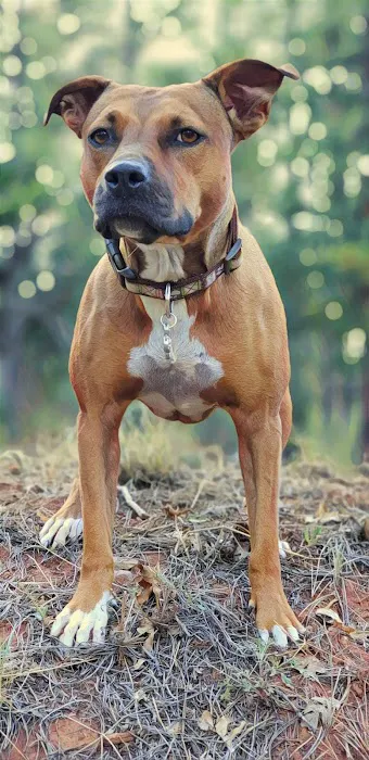 Paradise Point Animal Hospital with Veterinarians On-The-Go Picture 6