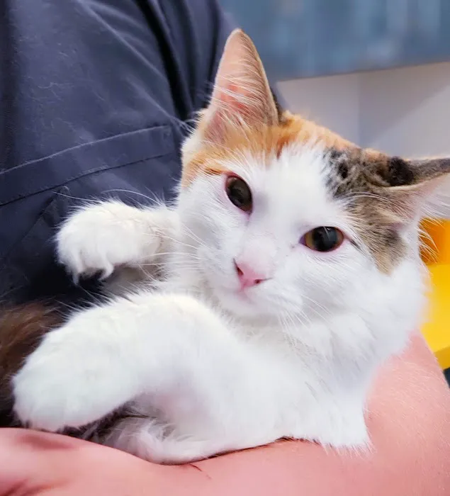 Paradise Point Animal Hospital with Veterinarians On-The-Go Picture 8