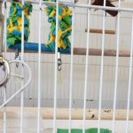 Birds & More