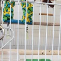 Birds & More ico